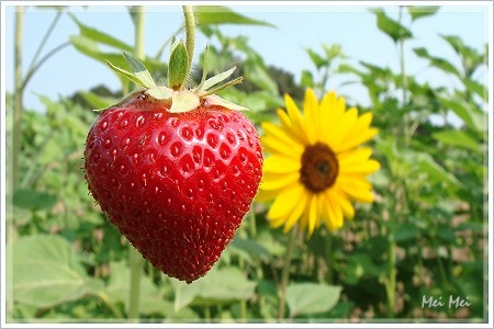 strawberry_redYellow.JPG