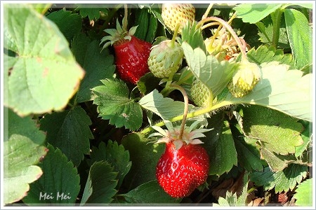strawberry_strawberries.JPG