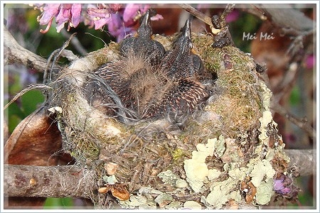 hummer_2head3.JPG