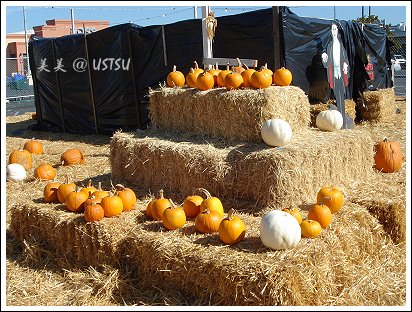 pumpkinPatch_pumpkins.jpg