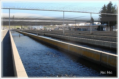 salmonHatchery_hatchery.JPG