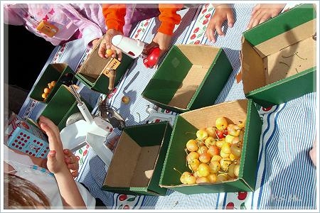 cherryFestival_samples.JPG