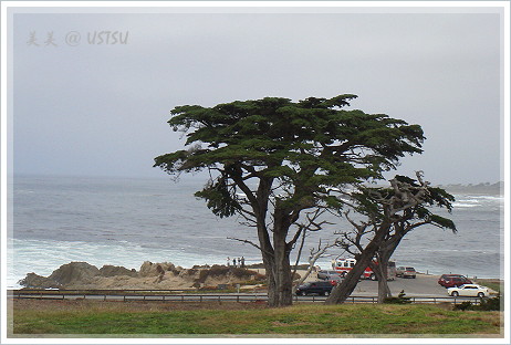 17mile_tree&beach.JPG