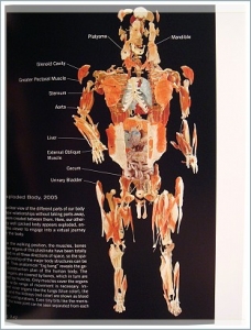 bodyWorlds_exploded.JPG