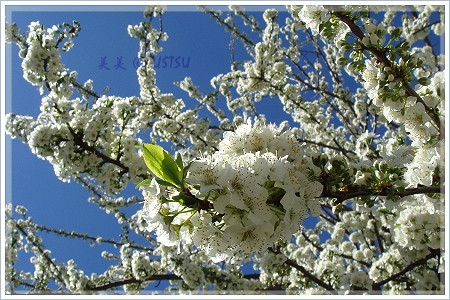 whiteFlowers_sky.JPG